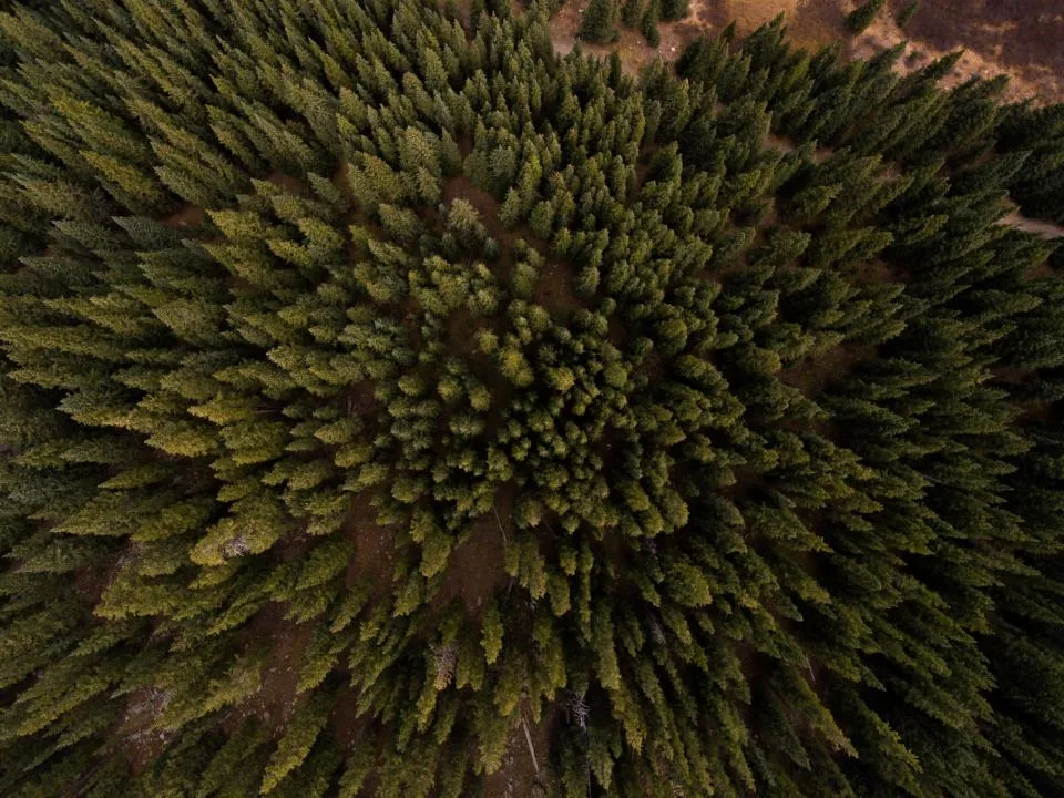 Aerial view of a closed pine canopy