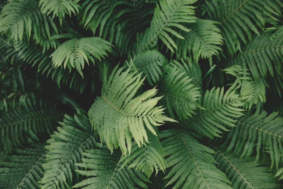 Dense green fern undergrowth on a forest floor