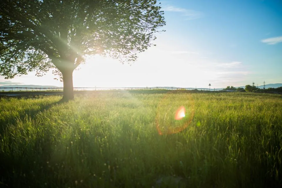 A mature broadleaf tree standing alone in an open field