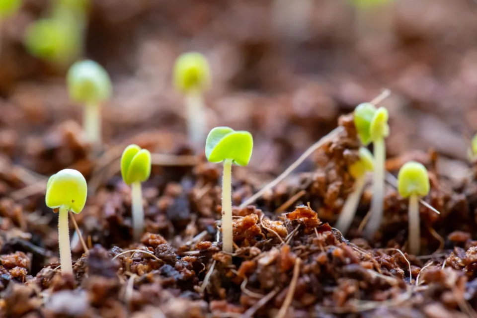 Seedlings breaking through dark soil