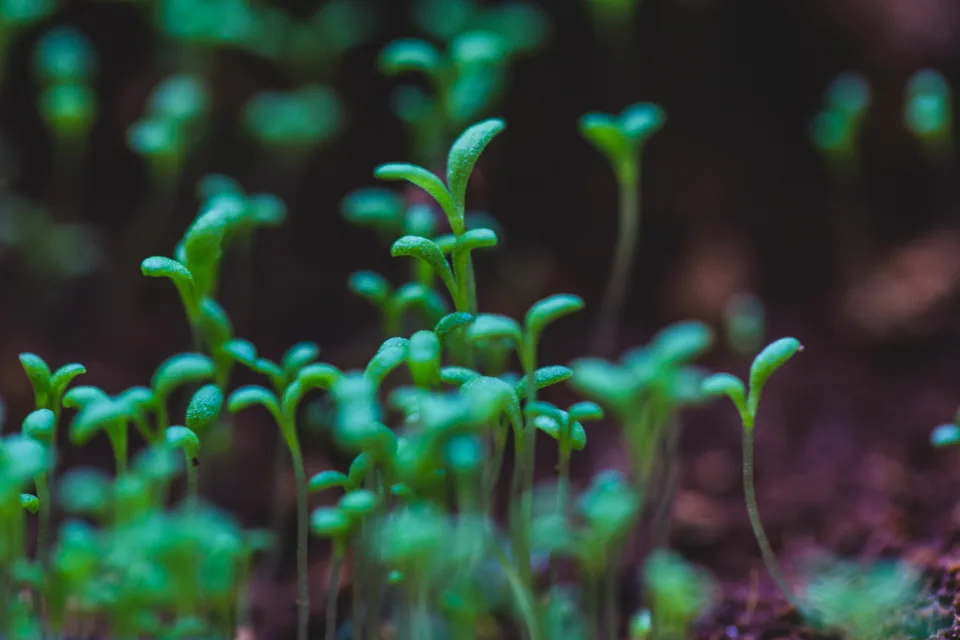 A dense tray of young green sprouts in the nursery